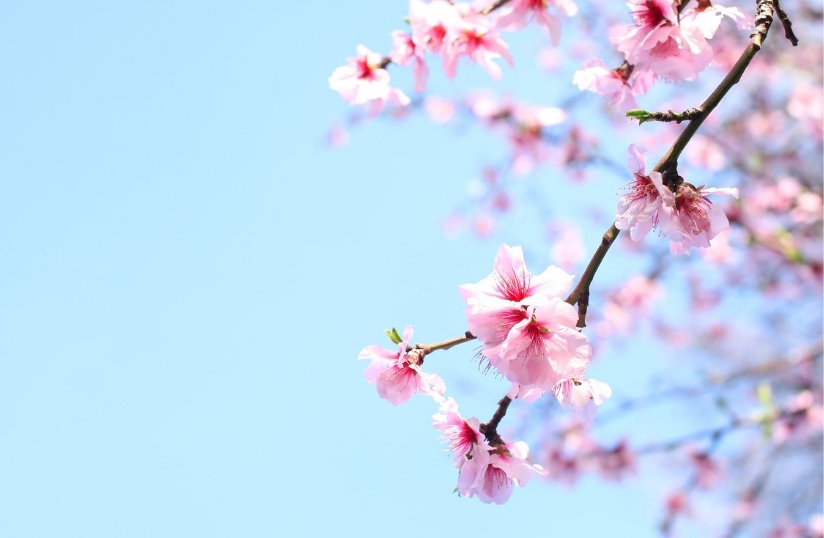 Cherry blossom tree in bloom, symbolizing spring activities in 2021 with pink flowers against a blue sky.